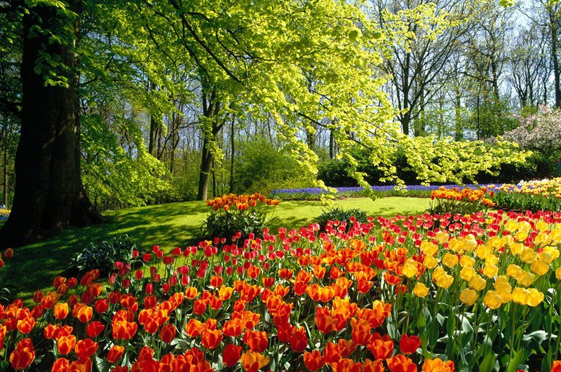 Цветы парка Кёкенхоф