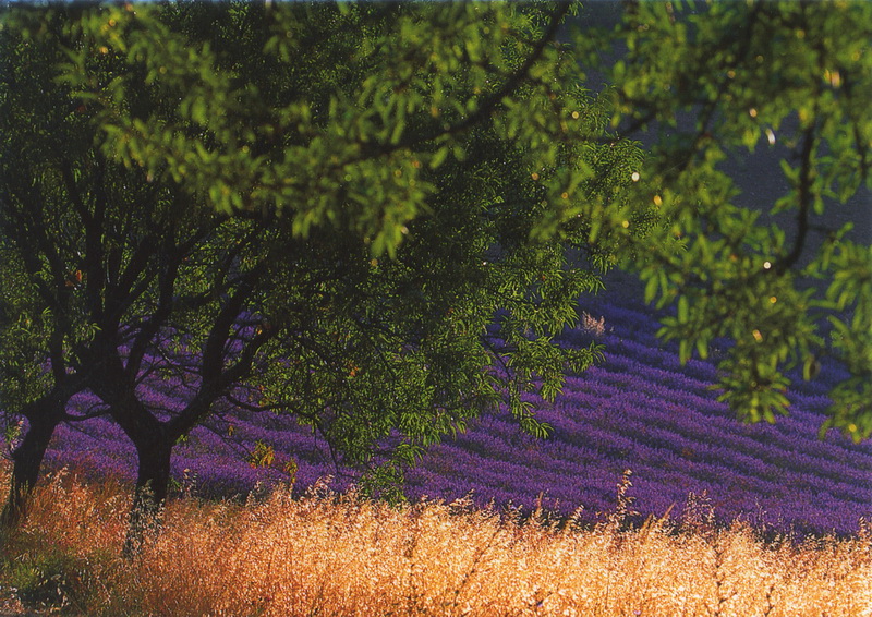 Цветение лаванды. Прованс. Франция