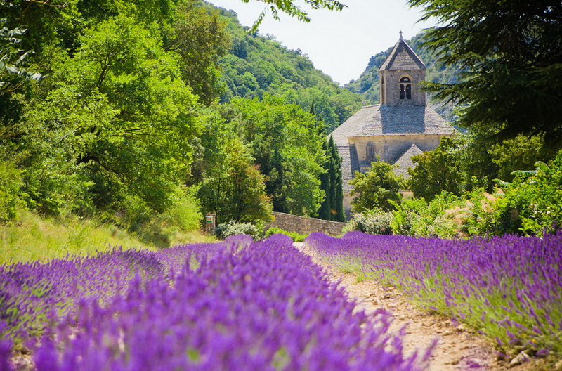 Цветение лаванды. Прованс. Франция