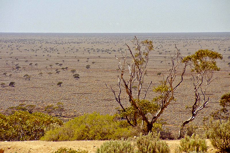 Равнина Налларбор. Австралия