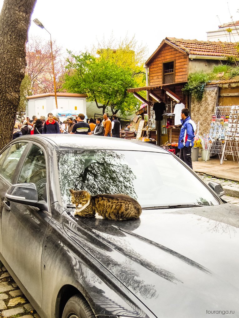 турецкие коты