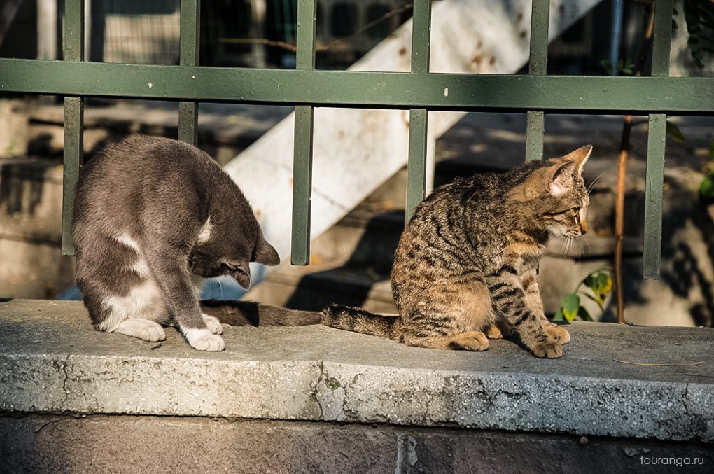 турецкие коты